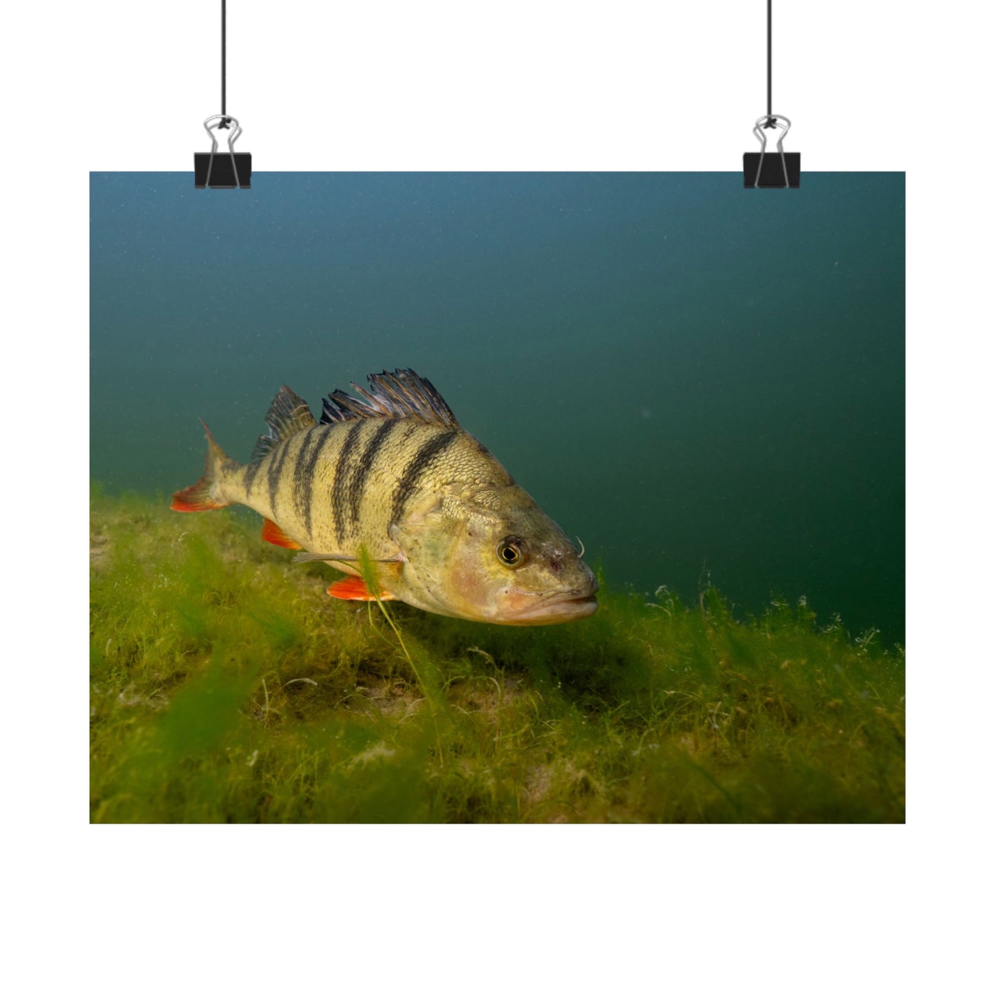 Striped Hunter Poster