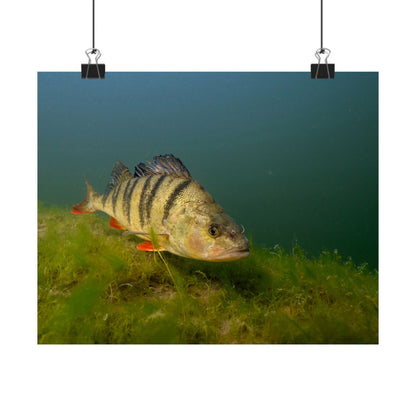 Striped Hunter Poster