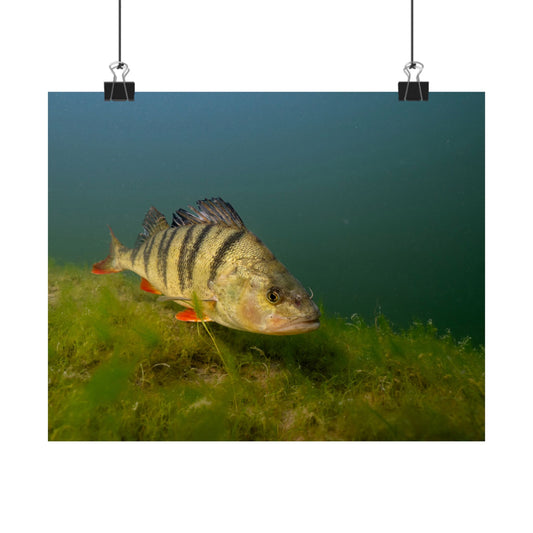 Striped Hunter Poster