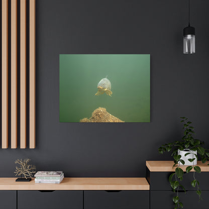 Lone Carp Canvas Print