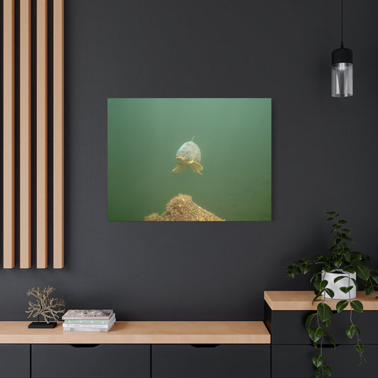 Lone Carp Canvas Print