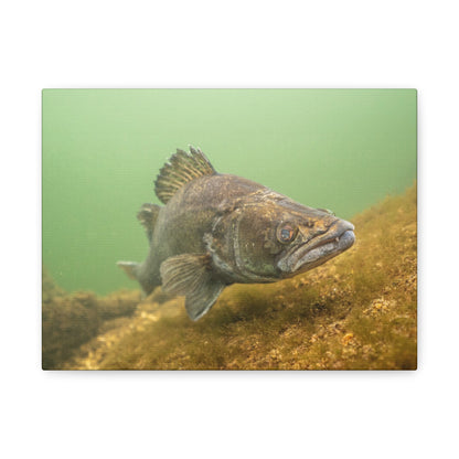 Silent Predator Canvas Print